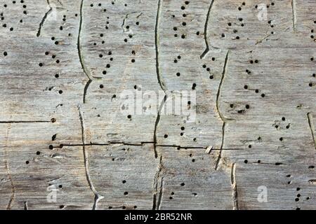 Natural wooden texture background - close-up traces and tracks of bark beetles on the old tree trunk. Selective focus, space for copy. Stock Photo