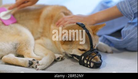 shiba brush
