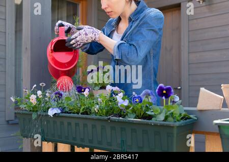 Woman watering flower plant using red watering can in container on terrace balcony garden Stock Photo