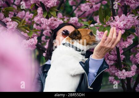 Jack Russell dog sitting in woman's hand smelling the flowers. Stock Photo