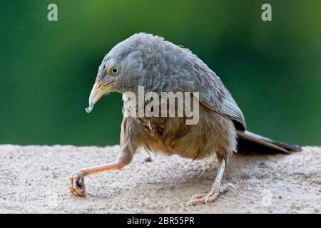 Yellow-billed Babbler (Argya affinis), holding a shell and winkling out the snail, Weligama, Sri Lanka. Stock Photo