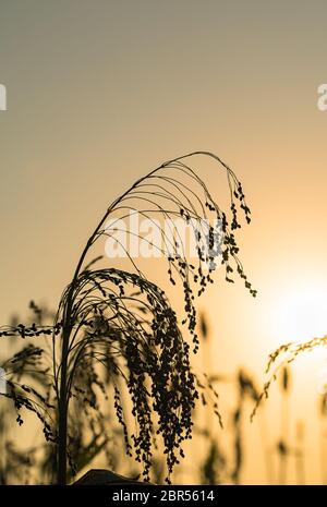 Field of Sorghum or Millet with sunset Stock Photo - Alamy