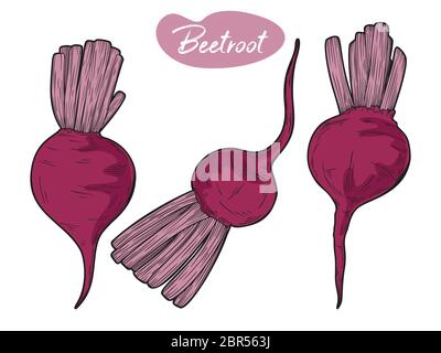 Beetroot isolated on white background. Vector illustration in sketch style. Stock Vector