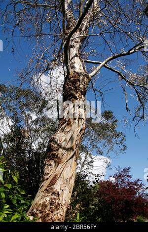 Tasmanian Eucalyptus tree against a blue sky with clouds Stock Photo