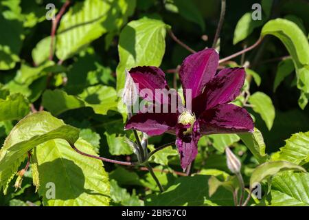 Big purple clematis flower on a fence in spring Stock Photo