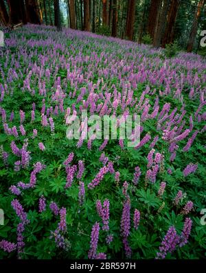 Lupin, Lupinus angustifolius, Redwood Mountain, Kings Canyon National Park, CA Stock Photo