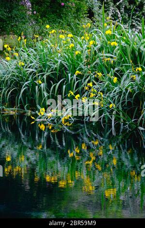 vertical flower reflections on water river shore impressionist garden pond grass . Stock Photo