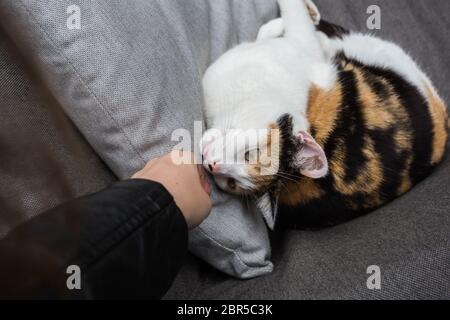 Hand of person stroking a cat lying on the sofa cute Stock Photo