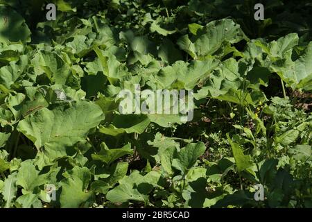 Wide and large burdock green leaves in the forest Stock Photo