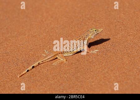 A shovel-snouted lizard (Meroles anchietae) on a sand dune, Namib desert, Namibia Stock Photo