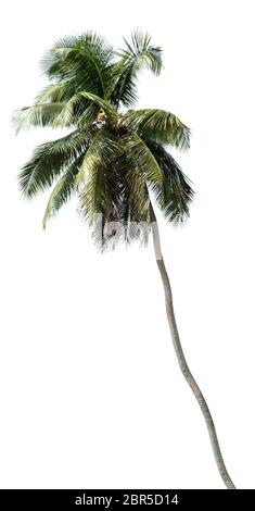 Photo Coconut Palm Tree Of Tree Isolated On White Stock Photo