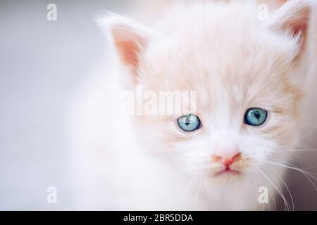 Charming beige white fluffy kitten with blue eyes. Stock Photo