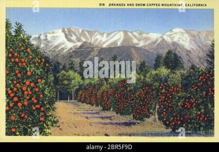 Vintage postcard depicting orange gorves and snow capped mountains in California Stock Photo