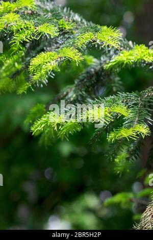 Branches of spring spruce in the rays of the spring sun. Stock Photo