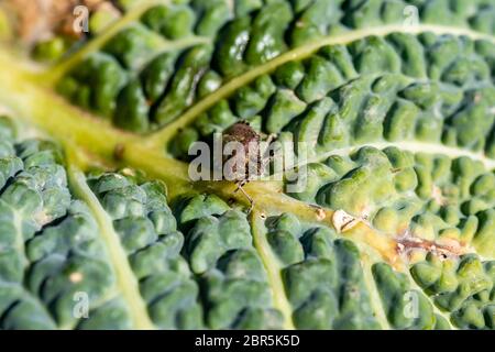 Asian bedbug on vegetables in summer in the sun Stock Photo