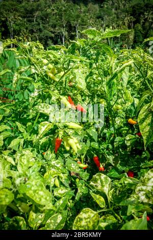 Chilli pepper plantation in Sidemen, Bali, Indonesia Stock Photo