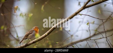 The European robin (Erithacus rubecula) known simply as the robin or robin redbreast Stock Photo