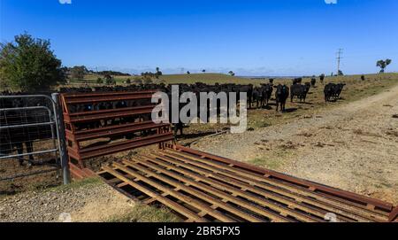 View of a cattle grid, known as a stock grid, to prevent livestock from passing openings along a road in a cattle property in New England region, nort Stock Photo