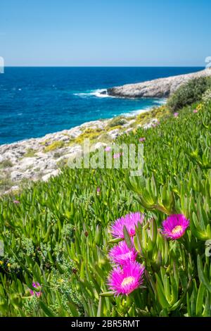 Small pink Carpobrotus chilensis flowres growing on the rocky shore in Porto Limnionas, Zakynthos Zante Island, Greece Stock Photo