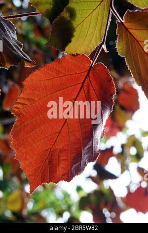 Bluthasel (syn. Purpur Hasel) - Corylus maxima Purpurea - Blätter im Gegenlicht Stock Photo