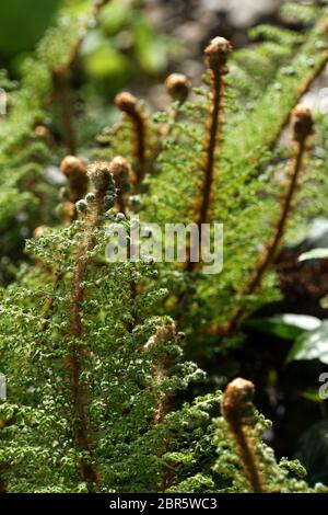Grannen-Schildfarn, Borstiger Schildfarn (Polystichum setiferum) Stock Photo