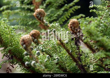 Grannen-Schildfarn, Borstiger Schildfarn (Polystichum setiferum) Stock Photo