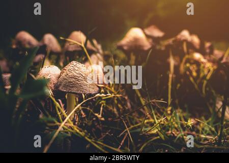Mushroom in the forest in the sunlight. Local Focus on a mushroom and blurred background. Photo of mushrooms in vintage color tones. Stock Photo
