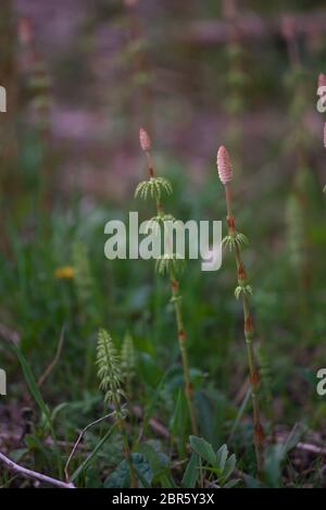 Horsetail field close-up in late may. Stock Photo