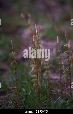 Horsetail field close-up in late may. Stock Photo