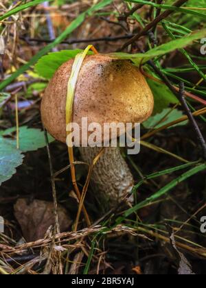 Mushroom, Leccinum scabrum, commonly known as the rough-stemmed bolete, scaber stalk, and birch bolete in forest in the ground Stock Photo