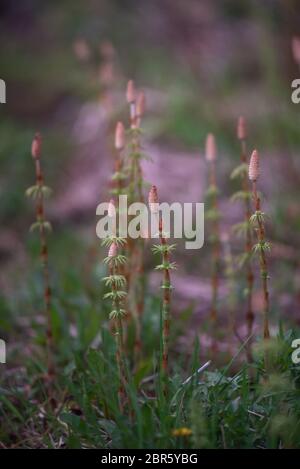 Horsetail field close-up in late may. Stock Photo