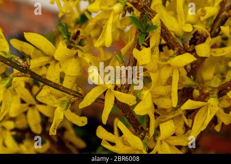 Beautiful Forsythia yellow flowers on bush at springtime. Stock Photo