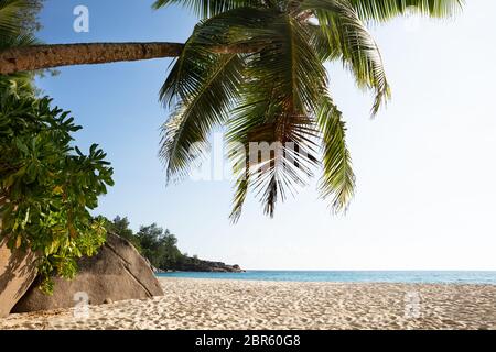 Palm Trees On Anse Intendance Beach, Mahe Island, Seychelles Stock Photo