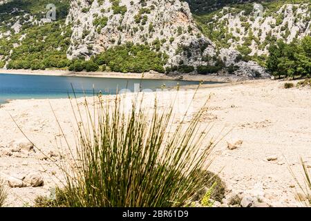 Almost dried out riverbed and cracked ground with stones in the background the last remnants of water. Stock Photo