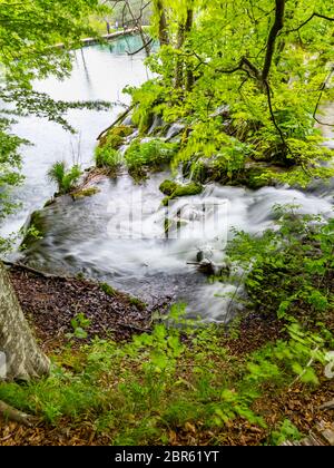 Plitvice lakes intensive vivid Green forest in Spring season in Croatia Europe empty cascading waterfall river flow riverflow long exposure