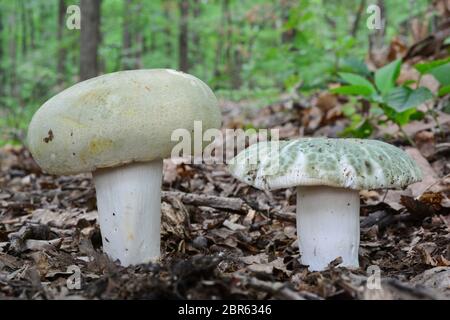 Two nice specimen of  Russula virescens or Greencracked brittlegill  mushroom in natural habitat, oak forest, close up view, horizontal orientation Stock Photo