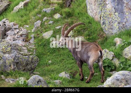 Ibex, Range of Mont Blanc. French Alps Stock Photo