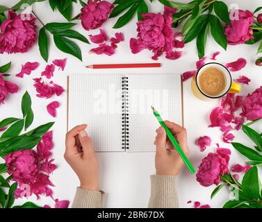 open empty notebook in a cage and two female hands,  yellow cup with coffee on a white background, around the perimeter of blooming red peonies, top v Stock Photo