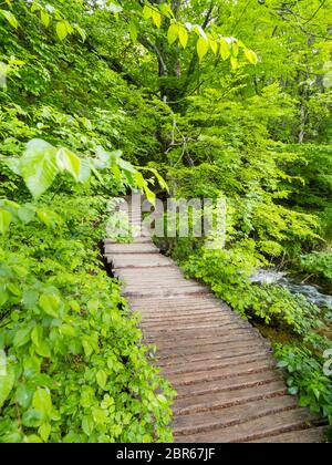 Plitvice lakes intensive vivid Green forest in Spring season in Croatia Europe empty foottrail trail