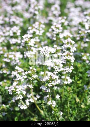 Beautyful blooming thyme in an organic herb garden Stock Photo - Alamy