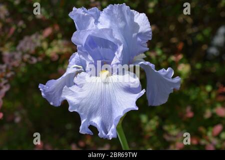Large light blue iris flower on a dark, intentionally blurred, background Stock Photo