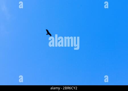 Seagull bird in flight on blue sky bright sunlight background in Pangot, a small Village in Uttarakhand, India. Symbol of liberty and freedom. Copy sp Stock Photo