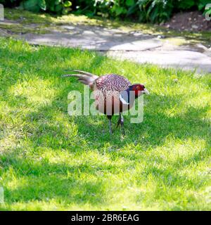 männlicher Fasan (Phasianus colchicus) im Garten Stock Photo