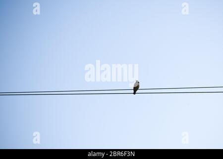 A migrating bird sitting on an electric cable. Bird sitting on electric wire in city background. Stock Photo