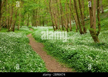 The coppiced woodland of Robin Hood's Howl in spring, Yorkshire Stock Photo