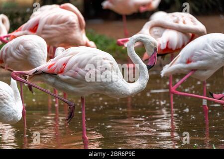 Pink flamingos in the national Aves park, Brazil. Stock Photo