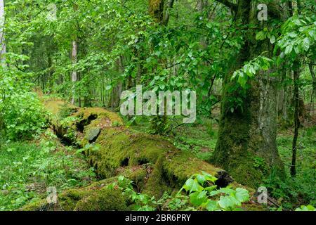 Old natural deciduous stand with old hornbeam tree and broken one lying next to rain after, Bialowieza Forest, Poland, Europe Stock Photo