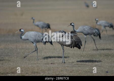 Young of common crane (Grus grus) preening. Gallocanta Lagoon Natural Reserve. Aragon. Spain. Stock Photo