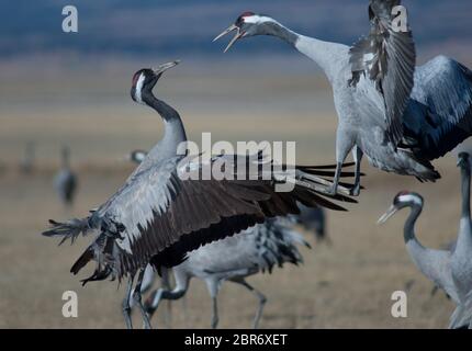 Common cranes (Grus grus) fighting. Gallocanta Lagoon Natural Reserve. Aragon. Spain. Stock Photo