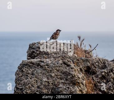 The sparrow sits on a rock in the background of the sea. Stock Photo